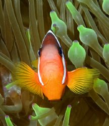 One of Fiji's Anemonefish. Nikon D100 with 60mm lens. by Jim Chambers 